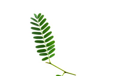 (Tamarindus indica L.), yaprak formu ve doku