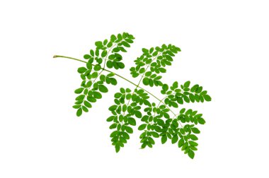 (Moringa oleifera Lam.), yaprak formu ve doku