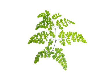 (Moringa oleifera Lam.), yaprak formu ve doku