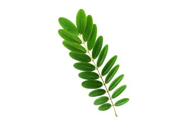 (Senna siyamea), yaprak formu ve doku