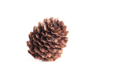 Beyaz arkaplanda çam kozalağı izole