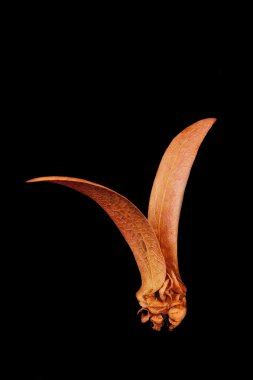 Dipterocarpus intricatus Dyer