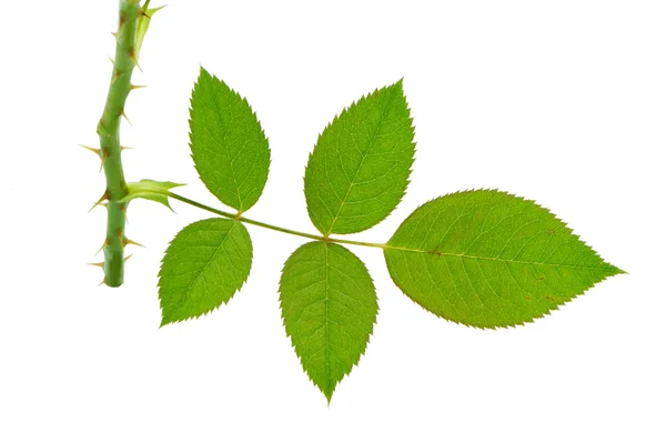 장미 (로 사 나무 Jacq.), 잎 모양 및 질감 — 스톡 사진