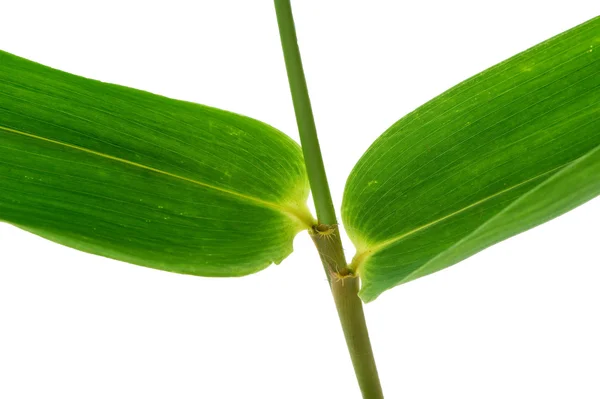 (Bambusa beecheyana Munro),leaf form and texture — Stok fotoğraf