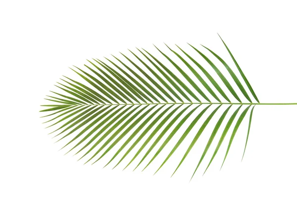 Palm, leaf form och textur — Stockfoto