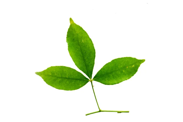 (토달리아 아시아티카(L.) 램, 잎 형태와 질감 — 스톡 사진