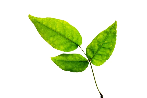 (Aegle marmelos (L.) leaf form and texture — Stok fotoğraf