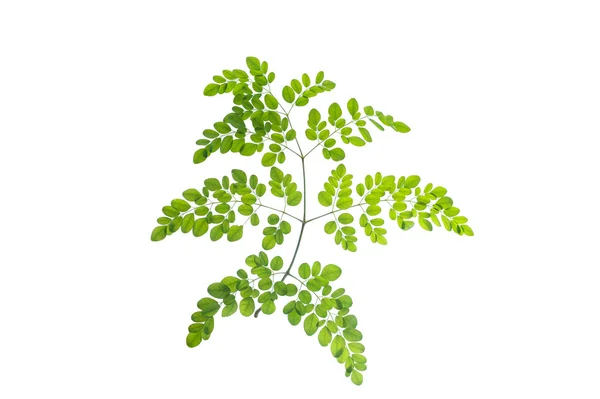 (Moringa oleifera Lam.), forma i tekstura liści — Zdjęcie stockowe