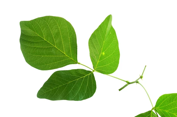 (부테아 모노페르마(Lam.) 타우브, 잎 형태와 질감 — 스톡 사진