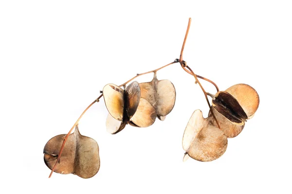 Dioscorea hispida Dennst — Foto Stock