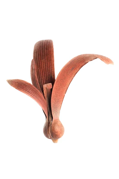 A planta da família Dipterocarpaceae — Fotografia de Stock