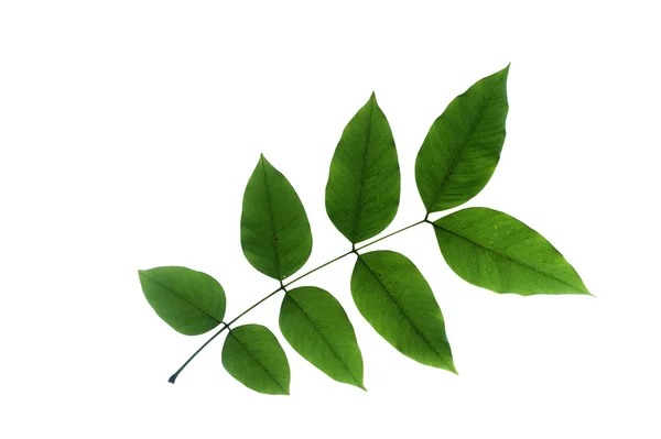 (Cassia fistula L.), forma y textura de las hojas —  Fotos de Stock