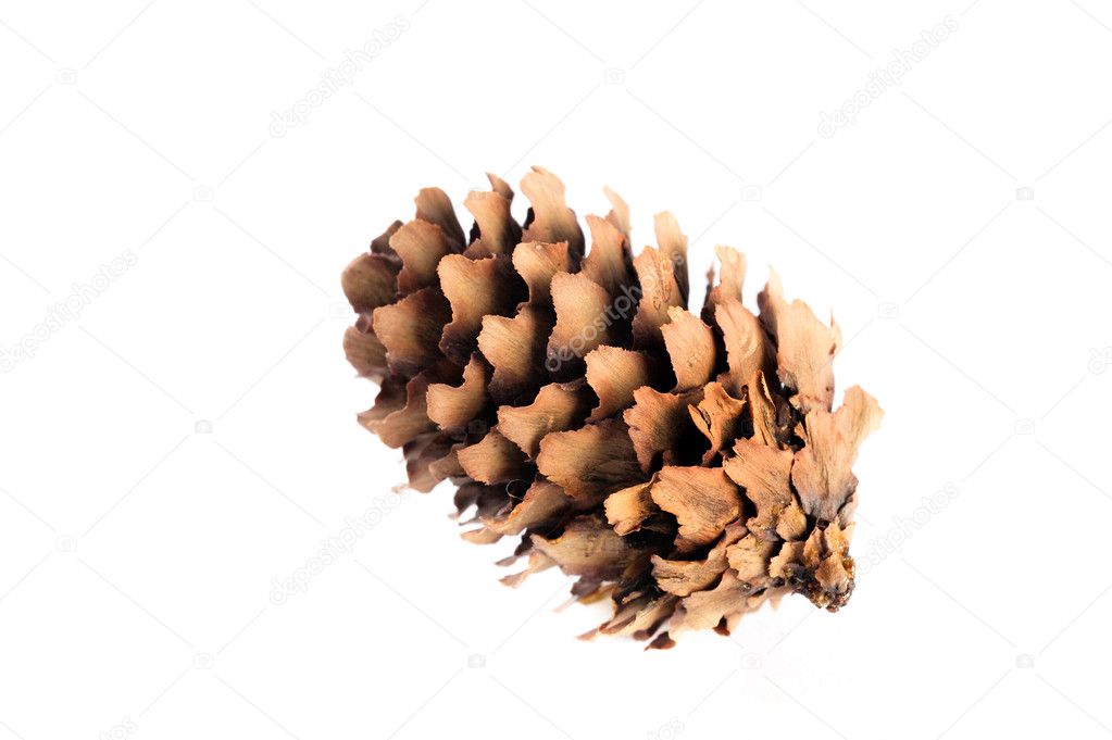 pine cone isolated on white background