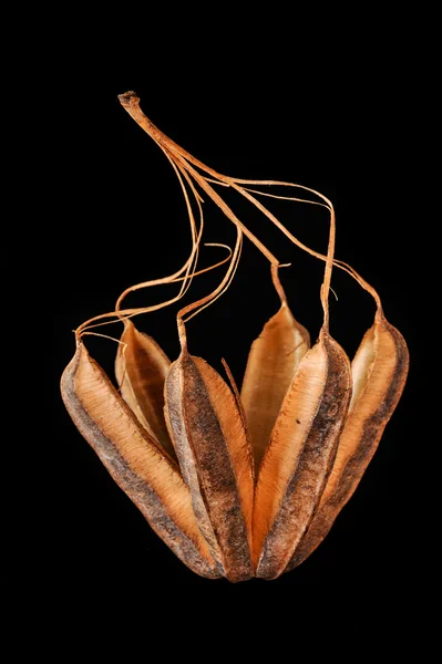 Aristolochia ringens — Fotografia de Stock