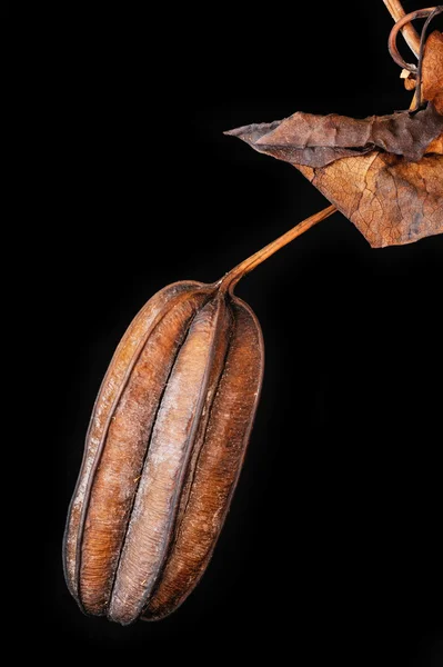 Aristolochia ringens — Foto Stock