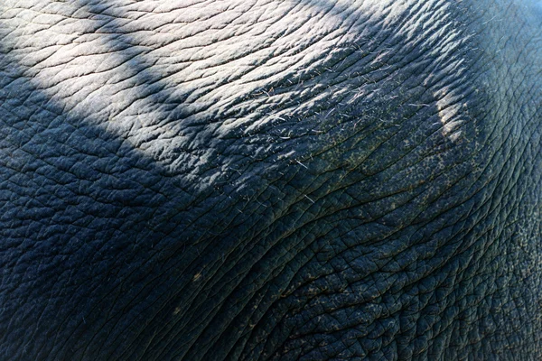 Textura da pele de elefante — Fotografia de Stock