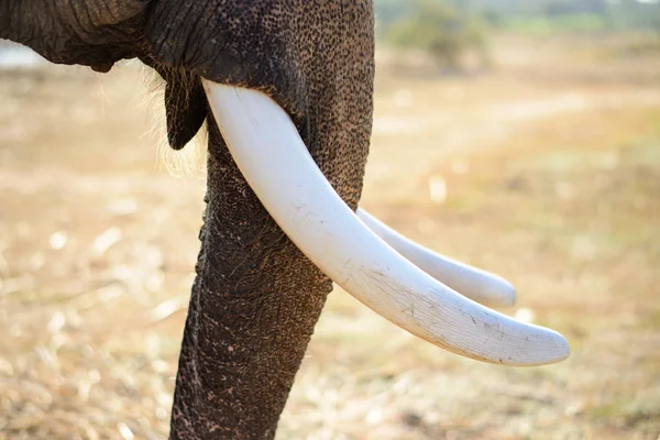 Close up van de slagtanden van een Aziatische olifanten in Surin, Thailand — Stockfoto