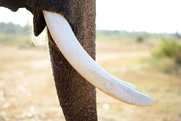 Close up van de slagtanden van een Aziatische olifanten in Surin, Thailand — Stockfoto