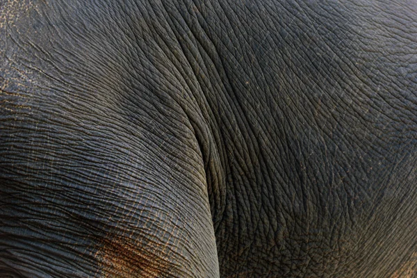 Texture of elephant skin — Stock Photo, Image