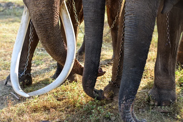 Close up van de slagtanden van een Aziatische olifanten in Surin, Thailand — Stockfoto