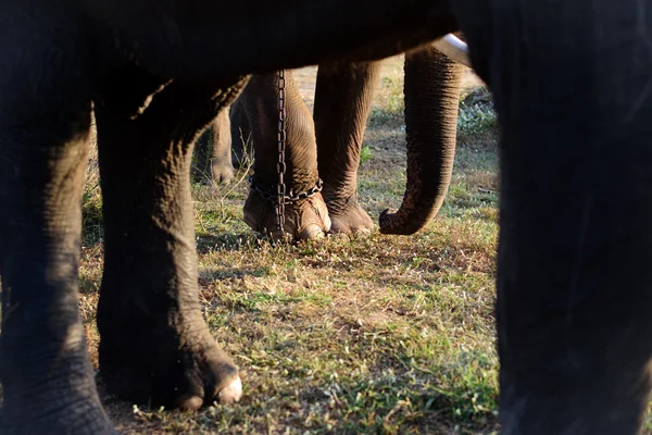 Ствол слонов — стоковое фото