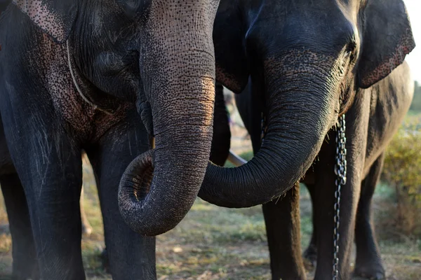 Ствол слонов — стоковое фото