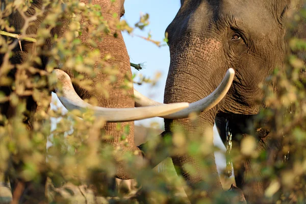 Portret van deze enorme olifant met grote slagtanden — Stockfoto