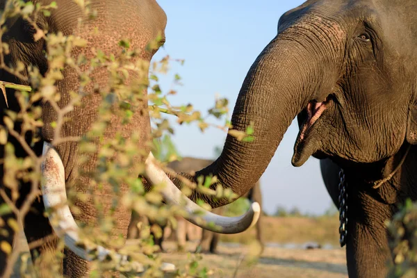 Portret van deze enorme olifant met grote slagtanden — Stockfoto