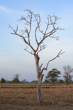 Pirinç alan ile kuru ağaç çoğu kırsal alanlarda ortak peyzaj 