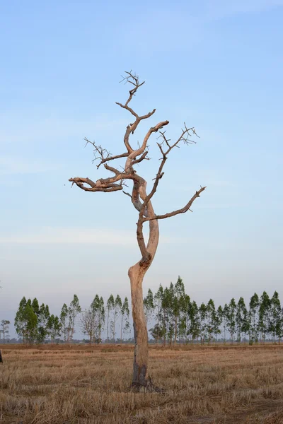 Сухе дерево з рисовим полем є поширеним ландшафтом у сільській місцевості — стокове фото