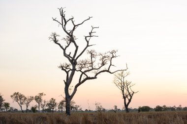 Gün batımında alanlar orta kuru ağaç şekil durağı.