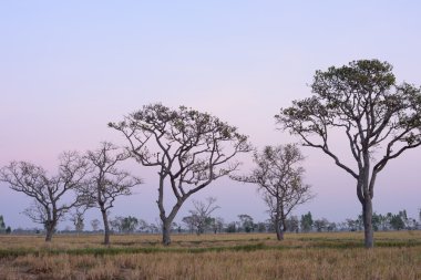 Pirinç alan ölü ağaç var.