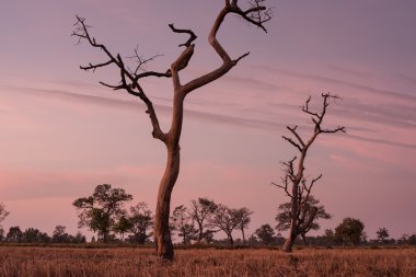 Ölü ağacın şekli standında günbatımı alanlar orta.