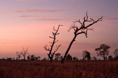 Gün batımında kuru ağaç
