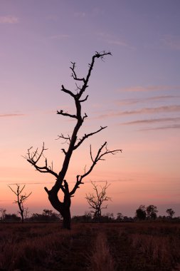 Gün batımında kuru ağaç