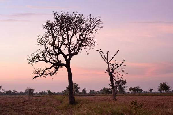 Droge boom vorm stand midden de velden bij zonsopgang. — Stockfoto