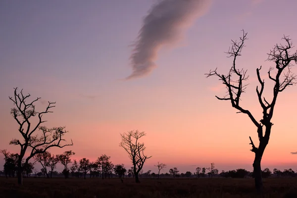 Pôr do sol com árvore morta e fantasia amontoado no campo de campo — Fotografia de Stock