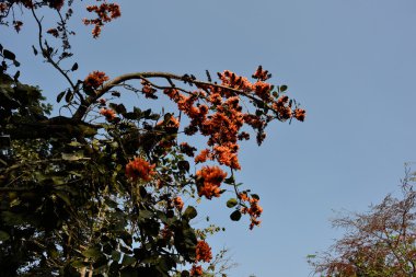 Piç tik ağacı, alev orman çiçek çiçek