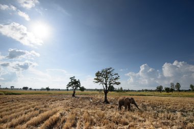 Asya fili ve hasat pirinç alan Tayland