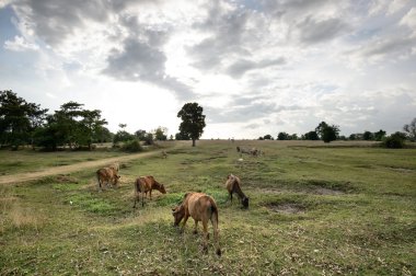 Bir alanda gün batımından önce otlatma sığır.
