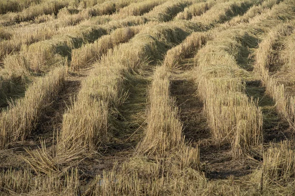 Neloupaná rýže pole připraven na sklizeň. — Stock fotografie