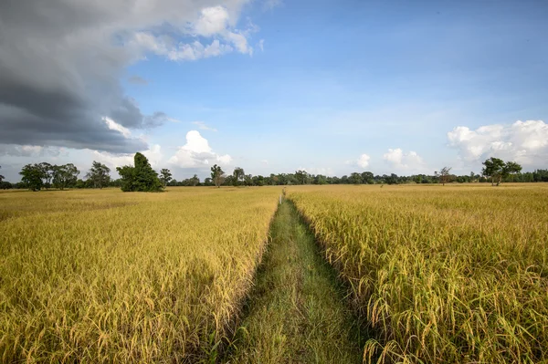 Padie rijst veld klaar voor oogst. — Stockfoto