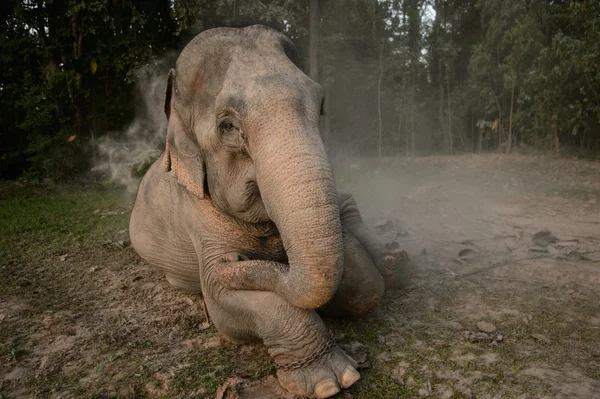 Aziatische olifant in het stof — Stockfoto