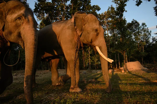 Groep van Aziatische olifanten in Thailand — Stockfoto