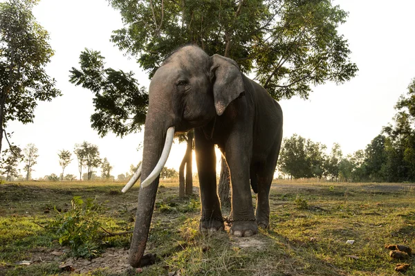 Asiatischer Elefant im Feld bei Sonnenaufgang in Thailand. — Stockfoto