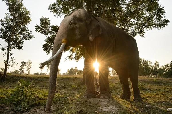 Asian elephant in field at sunrise in Thailand. — Stock Photo, Image