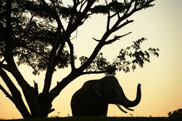 Olifanten en grote boom in de ochtend een midden de natuur. — Stockfoto