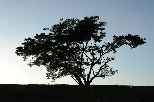 Велике дерево в силуеті — стокове фото