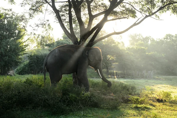 Азиатский слон с солнечным лучом в красивом месте, Таиланд — стоковое фото