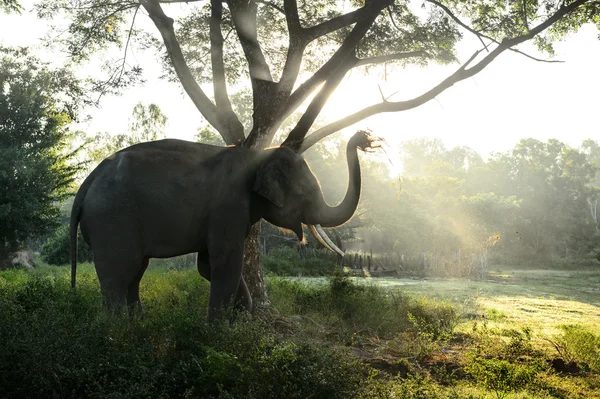 Азиатский слон с солнечным лучом в красивом месте, Таиланд — стоковое фото